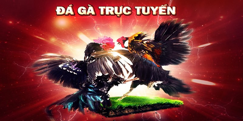 đá gà ăn tiền