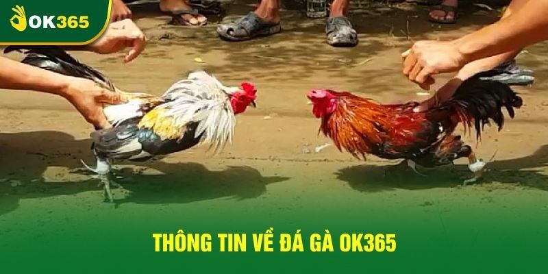 Chia sẻ cách thức trải nghiệm game đá gà ok365 chuẩn nhất