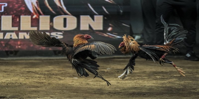 Chơi đá gà ăn tiền làm giàu nhanh